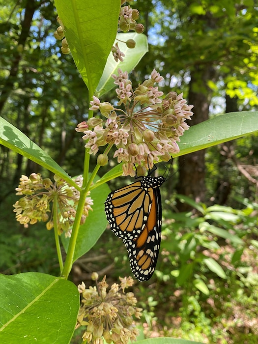 Monarch butterflies conduct cross-continental journeys upwards of 3,000 miles every year to over-wintering locations. Milkweed plants (Asclepias) are a vital host plant for Monarchs as they require the plant to provide food and shelter throughout all of their life stages.