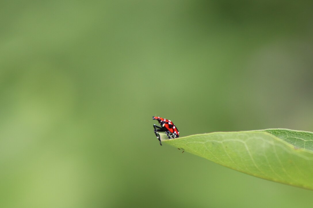 The Spotted Lanternfly is an invasive species of great concern due to its appetite for a variety of native plant species, impacts to quality of life, and potential impacts to agricultural & forestry industries. The interestingly beautiful insect goes through multiple growth stages called instars. Here a 4th instar nymph boasts a bright red color with black and white markings.