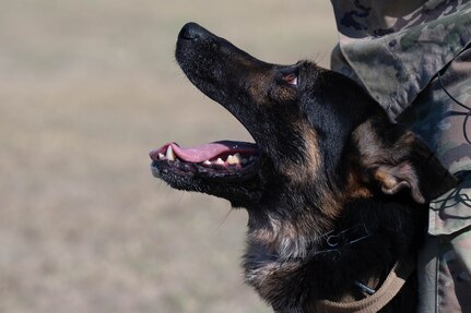 dog with mouth open