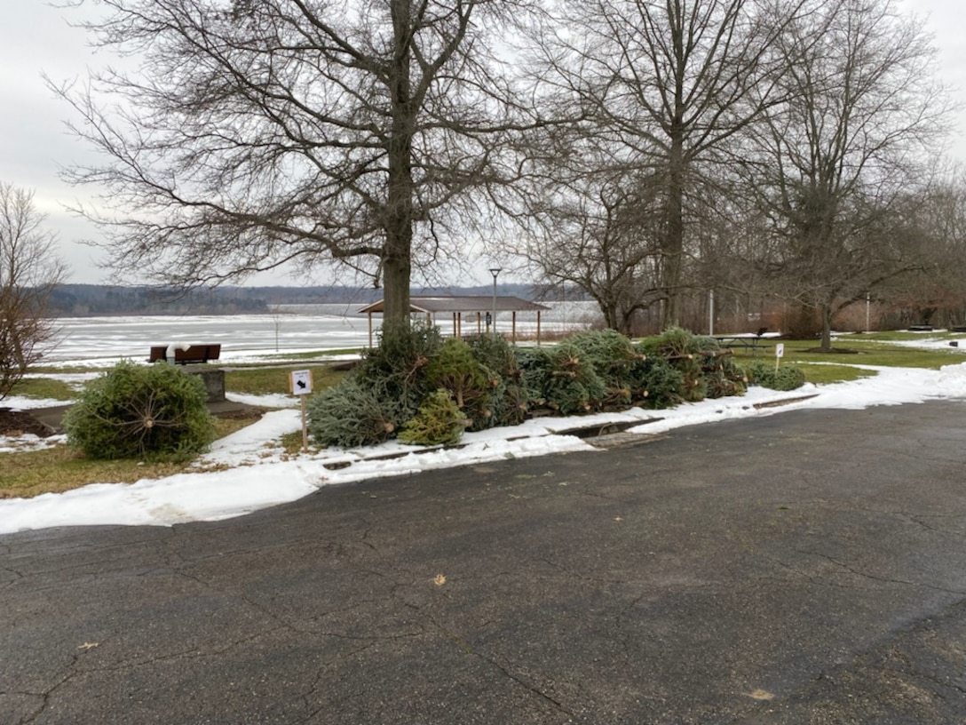 Discarded Christmas trees piled alongside a road at Woodcock Creek Lake in Saegertown, PA.