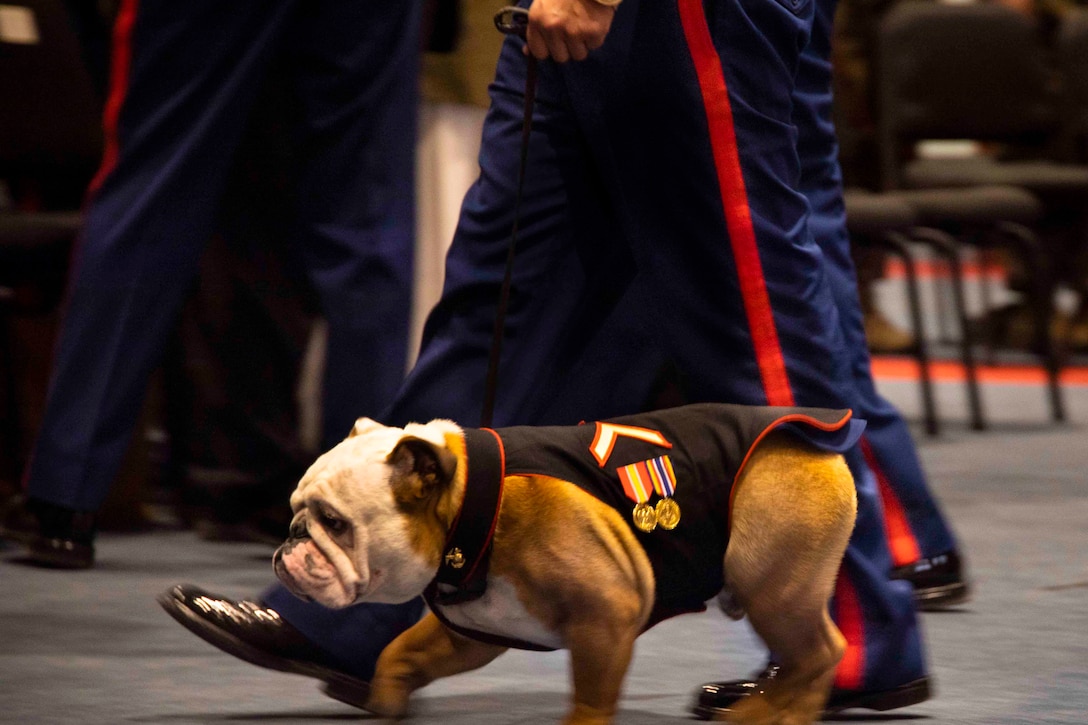 A dog in a military uniform walks next to service members.