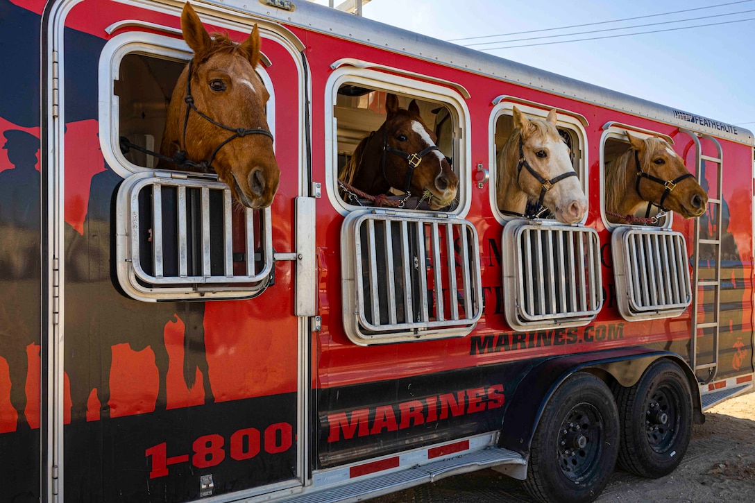 Four horses stick their heads outside windows on a trailer.