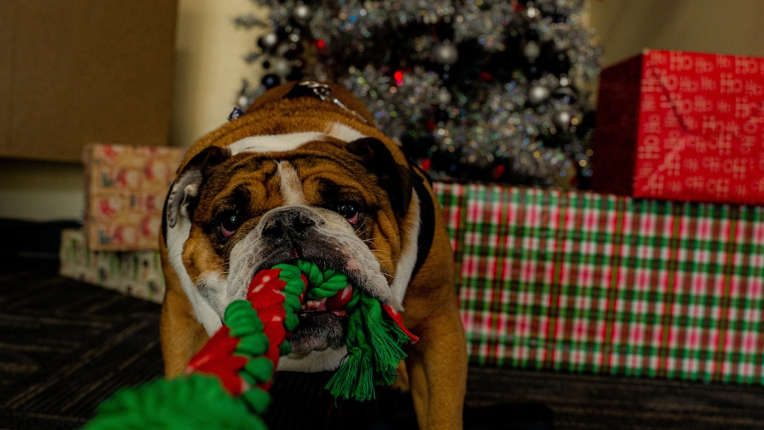 U.S Marine Corps Cpl. Manny, the mascot of Marine Corps Recruit Depot San Diego, and the Western Recruiting Region, plays tug-of-war with a rope during a Headquarters and Service Battalion holiday party at MCRD San Diego, Dec. 3, 2022. HQSVCBN hosted a holiday party for Marines, Sailors, and families to strengthen family bonds, foster espirt de corps and celebrate the holiday season.