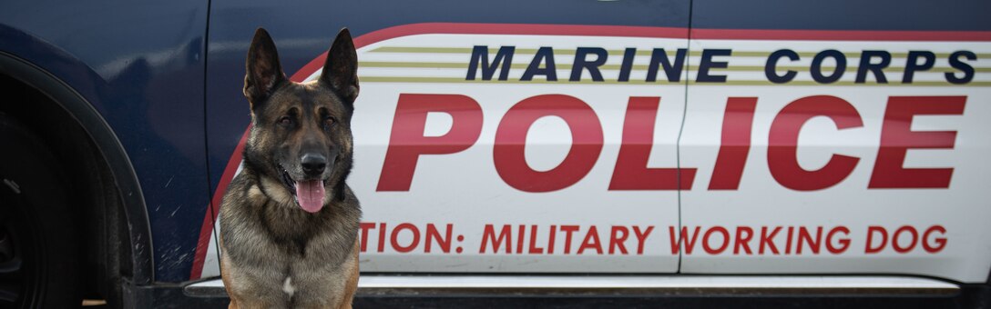 Demon, U.S. Marine Corps military working dog, Provost Marshal Office, Headquarters and Support Battalion, Marine Corps Installations East-Marine Corps Base (MCB) Camp Lejeune, poses for a photo before demonstrating bite capabilities on MCB Camp Lejeune, North Carolina, Dec. 15, 2022. MWDs and their handlers’ mission is to ensure the safety of MCB Camp Lejeune with capabilities such as locating drugs and explosives, as well as taking down suspects when necessary. (U.S. Marine Corps photo by Cpl. Makayla Elizalde)