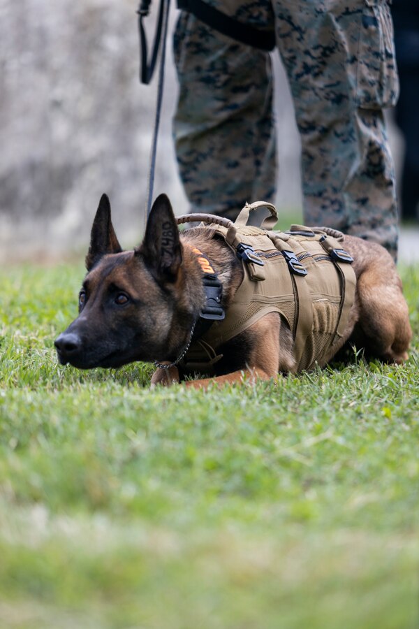 Wwaylon, a military working dog with Provost Marshal’s Office, Marine Corps Installations Pacific, prepares to rush during a law enforcement apprehension demonstration during Exercise Keen Sword 2023 on Camp Foster, Okinawa, Japan, Nov. 11, 2022. Keen Sword exercises the combined command and control capabilities and lethality developed between MCIPAC, III Marine Expeditionary Force, and the Japan Self-Defense Force. This bilateral field-training demonstrates the U.S. military and JSDF interoperability and combat readiness of the U.S.-Japan Alliance. (U.S. Marine Corps photo by Lance Cpl. Thomas Sheng)