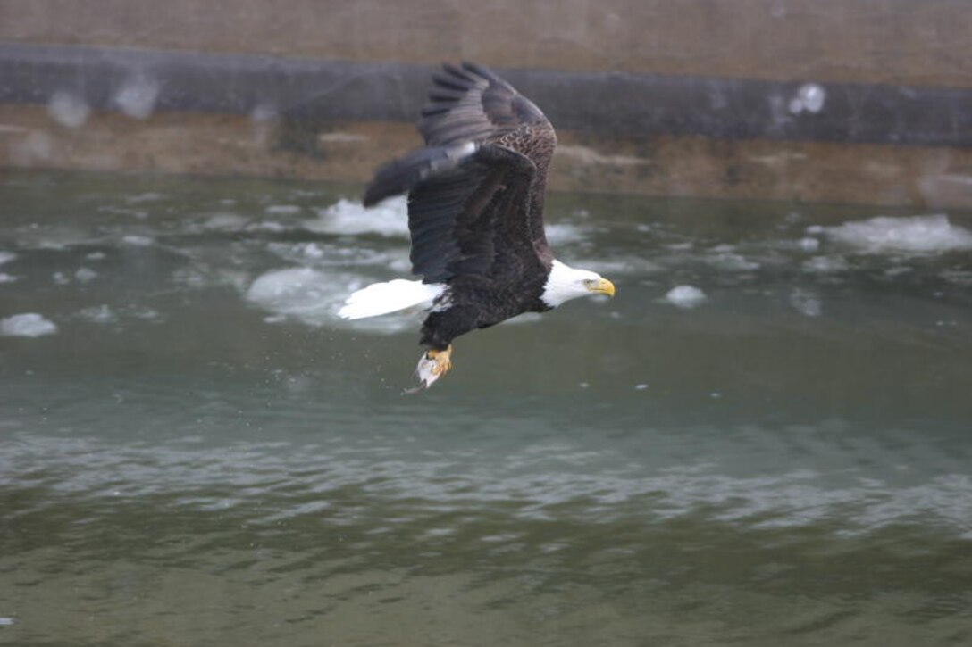 Bald eagle flying with fish in the lock