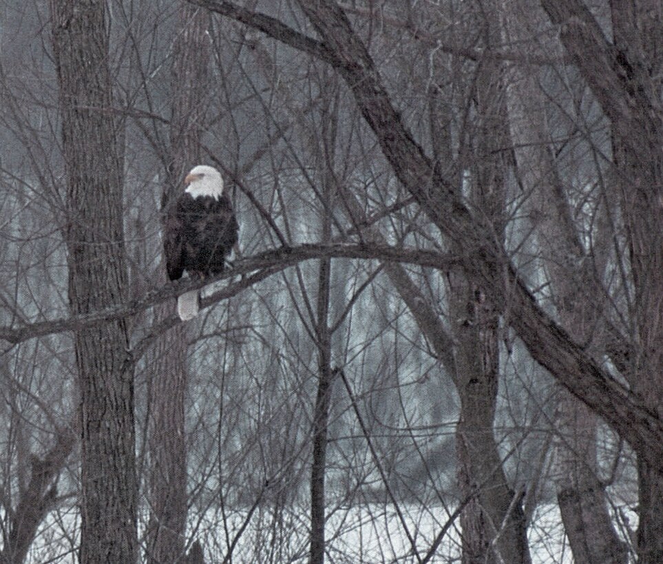 Bald eagle sitting in tree
