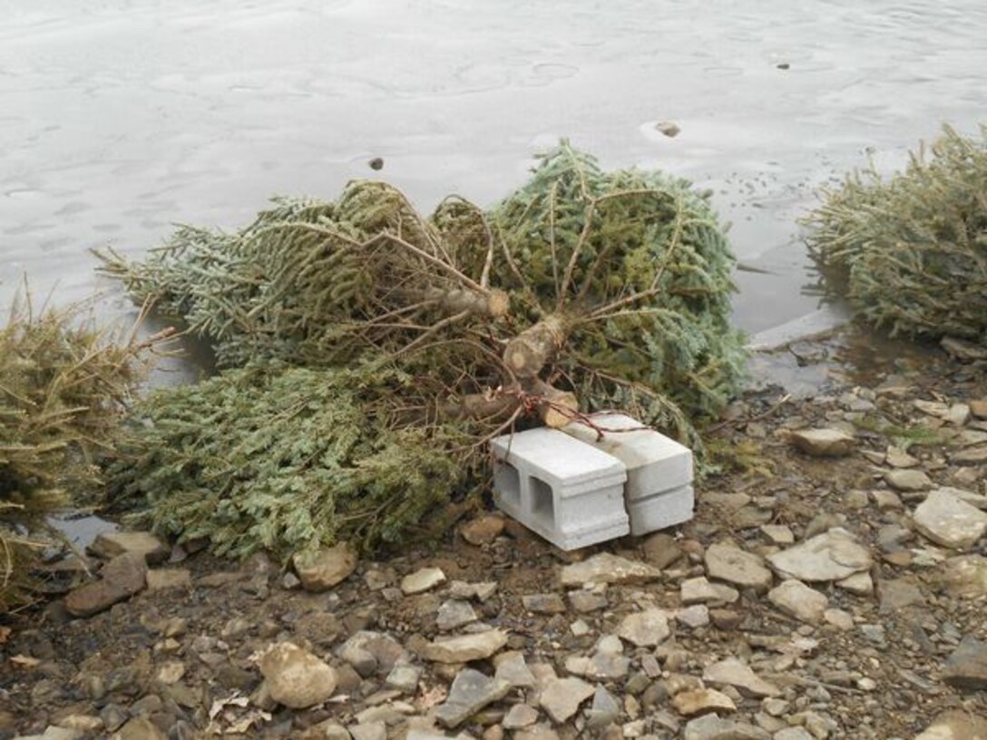 Christmas tree donations