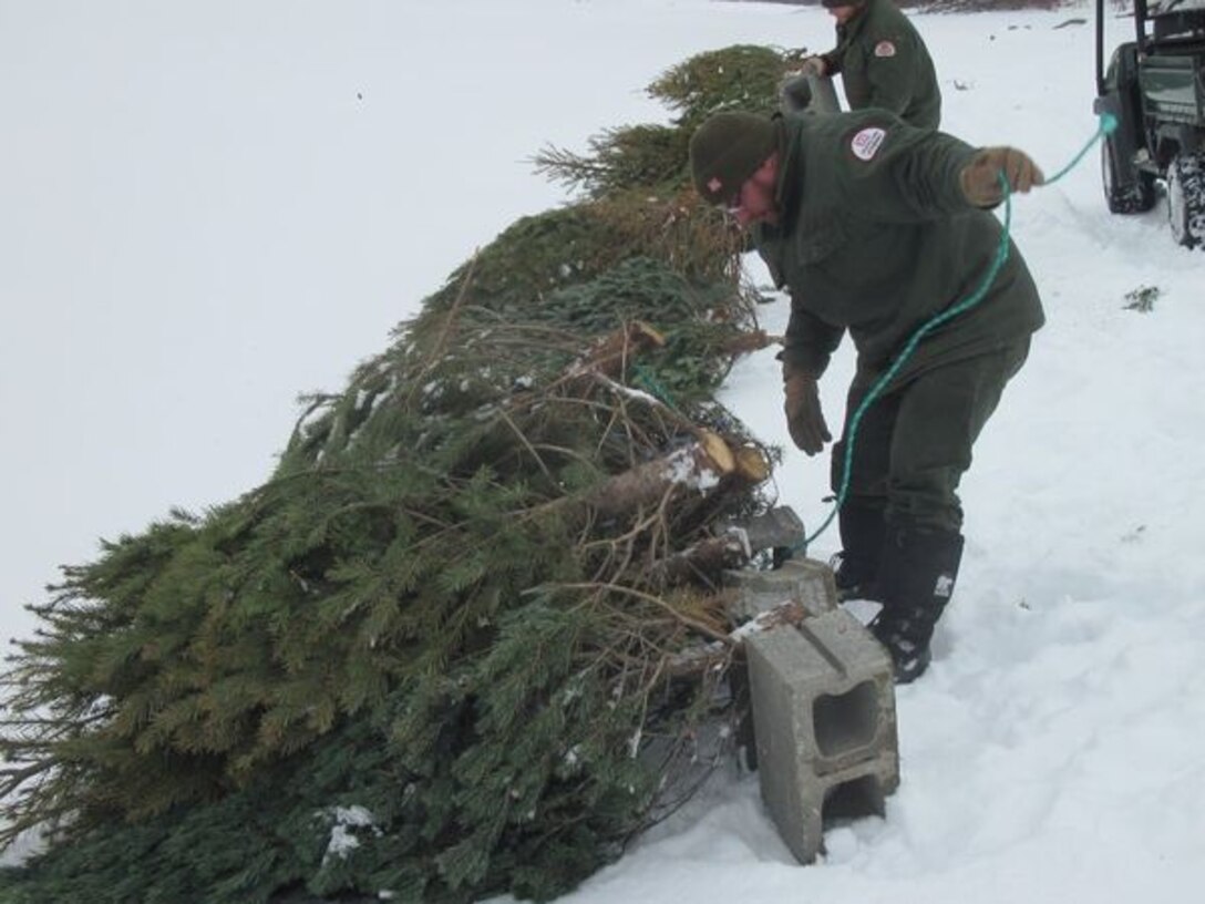 Christmas tree donations