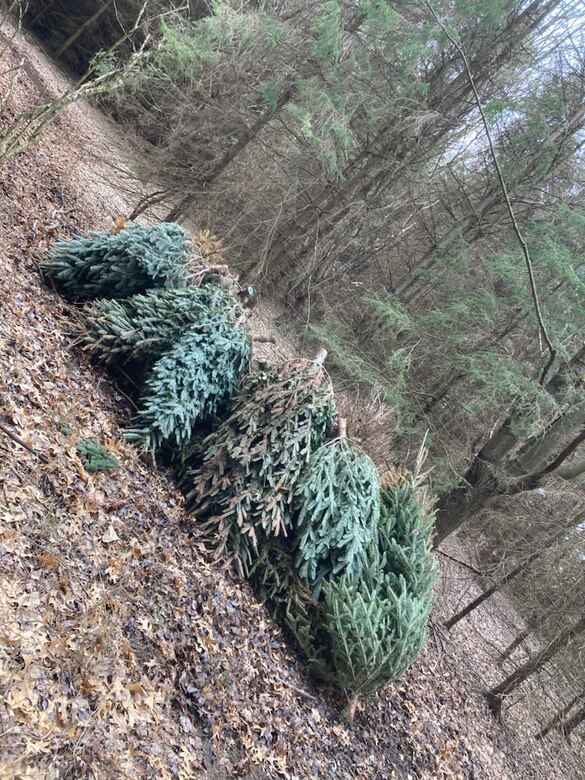 Christmas tree donations