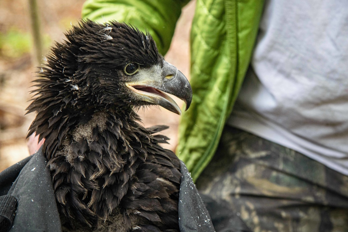 An eagle fledgling onboard Naval Air Station Oceana. The Installation participates in a National Banding Program that is managed by the U.S. Geological Survey Bird Banding Lab to maintain compliance with existing conservation laws and to collect data about eagle movements, ranges, and behaviors. (U.S. Navy photo by Mass Communication Specialist 2nd Class Megan Wollam)