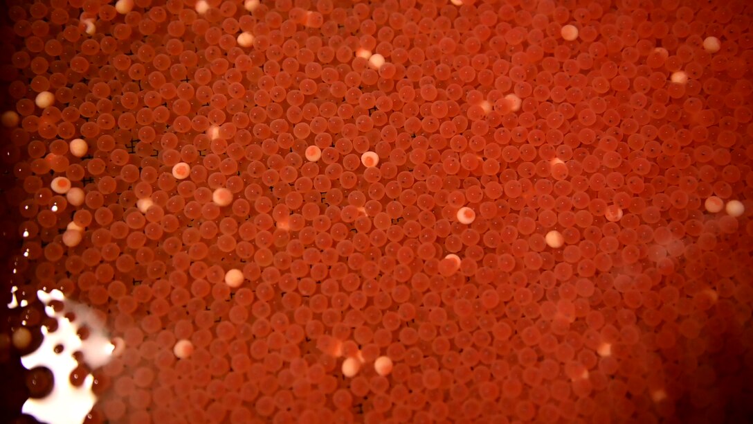 Salmon Eggs