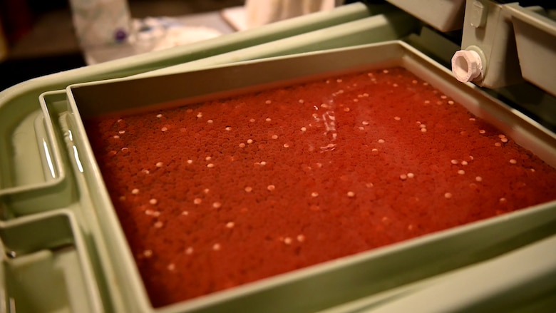 An incubation tray filled with steelhead eggs. The hatchery regulates the temperature and flow of water in the trays to keep the eggs healthy and growing at an appropriate rate.