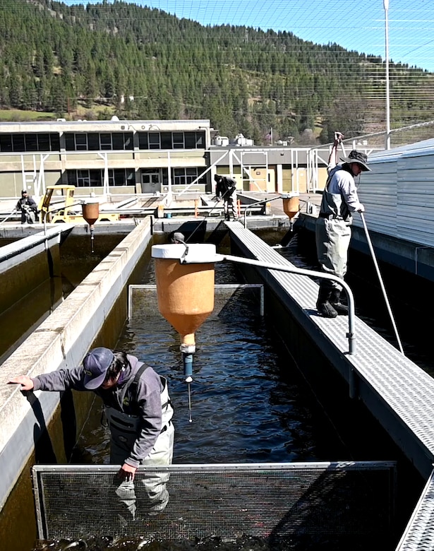 Employees at the Dworshak National Fish Hatchery (DNFH) working to release juvenile steelhead into the Clearwater River.