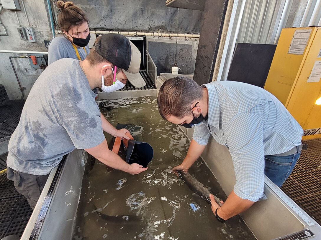 NOAA employees at the adult fish facility at Lower Granite, processing adult salmon who are on their way up river.