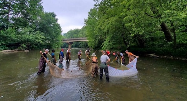 Duquesne University students and Crooked Creek Lake rangers use straining nets to gather stunned fish through electrofishing during the 2021 recreation season. Overall, they identified almost 2,500 fish, revealing 41 species of fish within Crooked Creek Lake’s watershed. (U.S. Army Photo by Christian Clendenning).