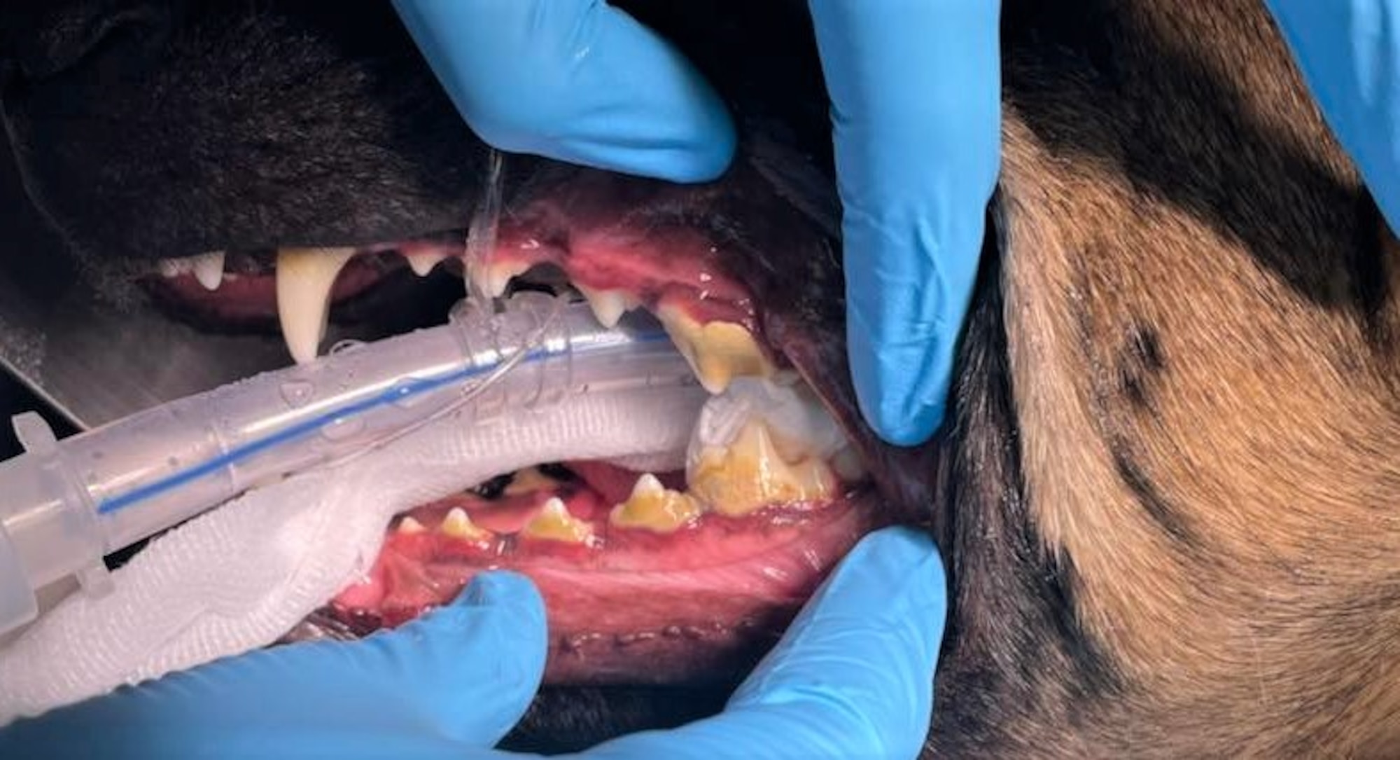 Close up photo of military working dog's mouth before a dental cleaning.