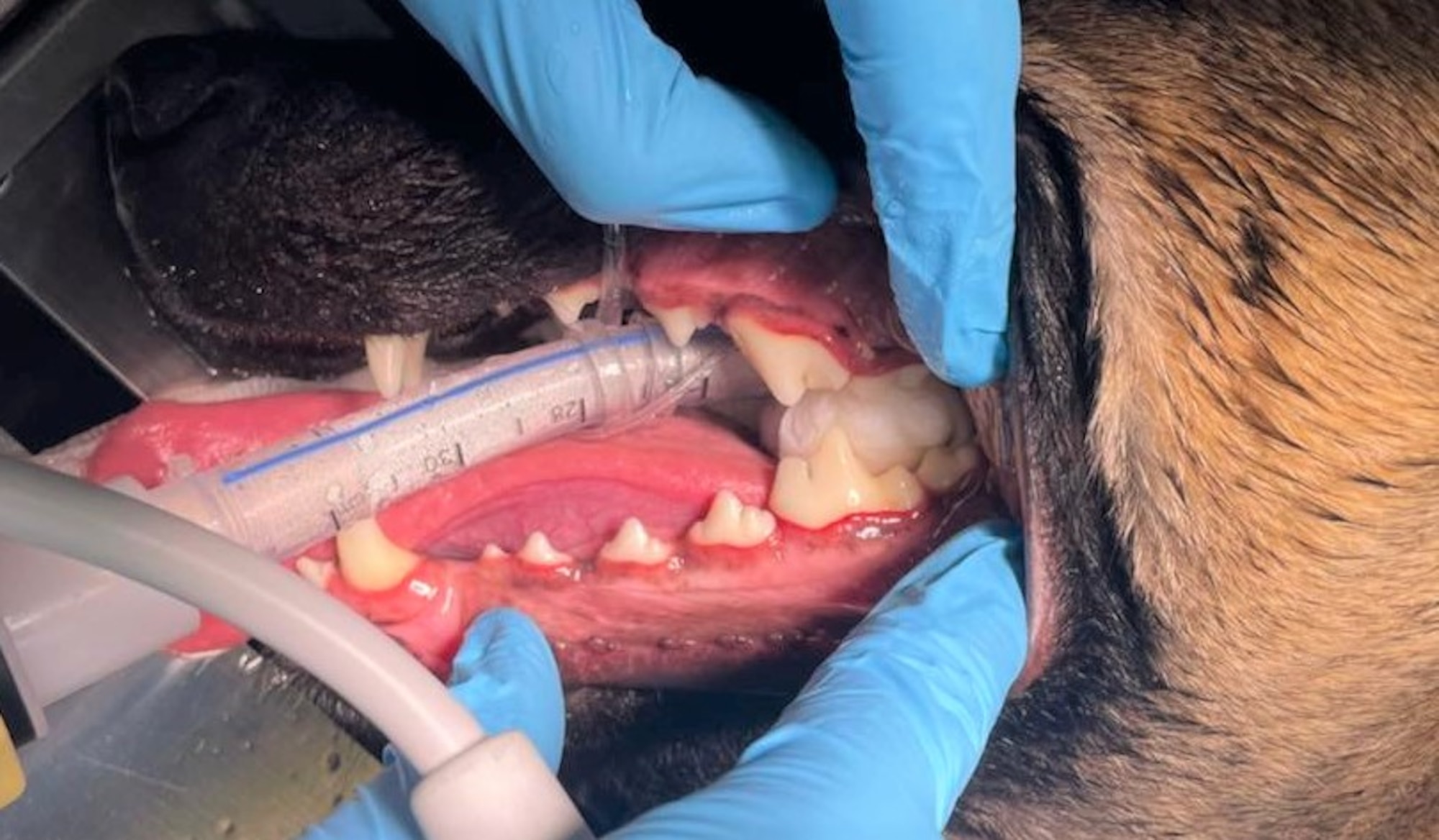 Close up photo of military working dog's mouth showing teeth after a dental cleaning.