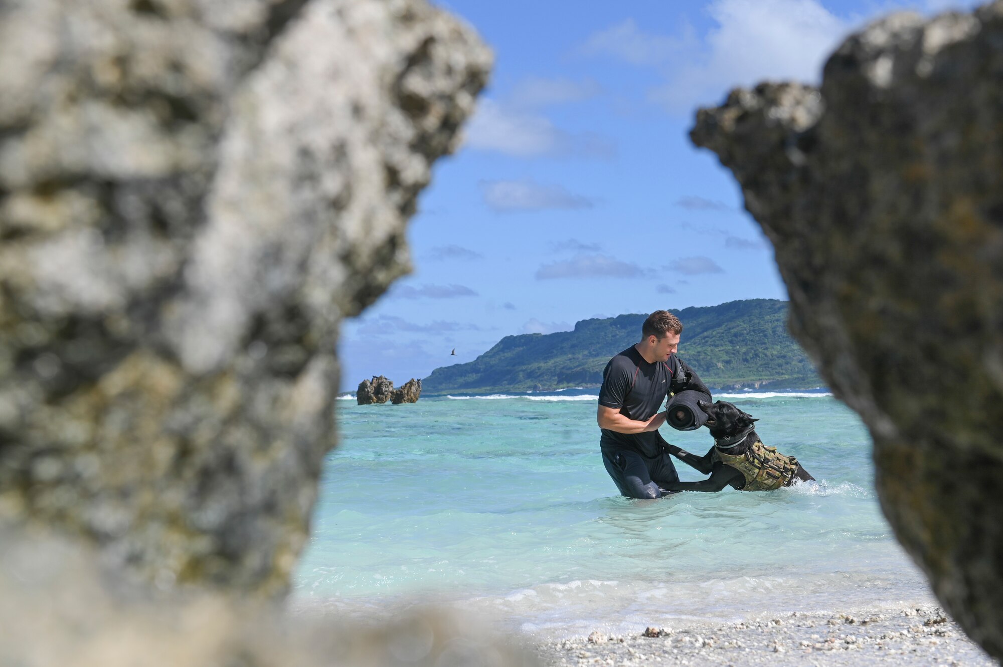 A dog biting a military working dog instructor