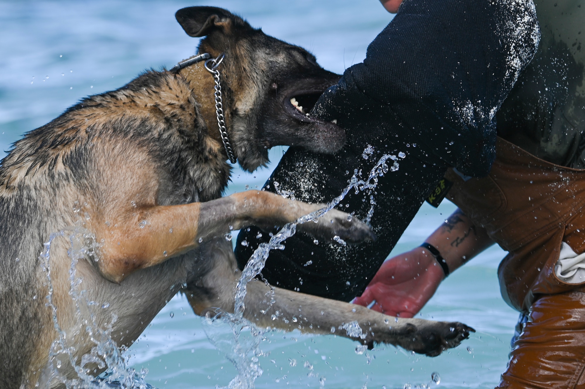 A dog biting someone in the water