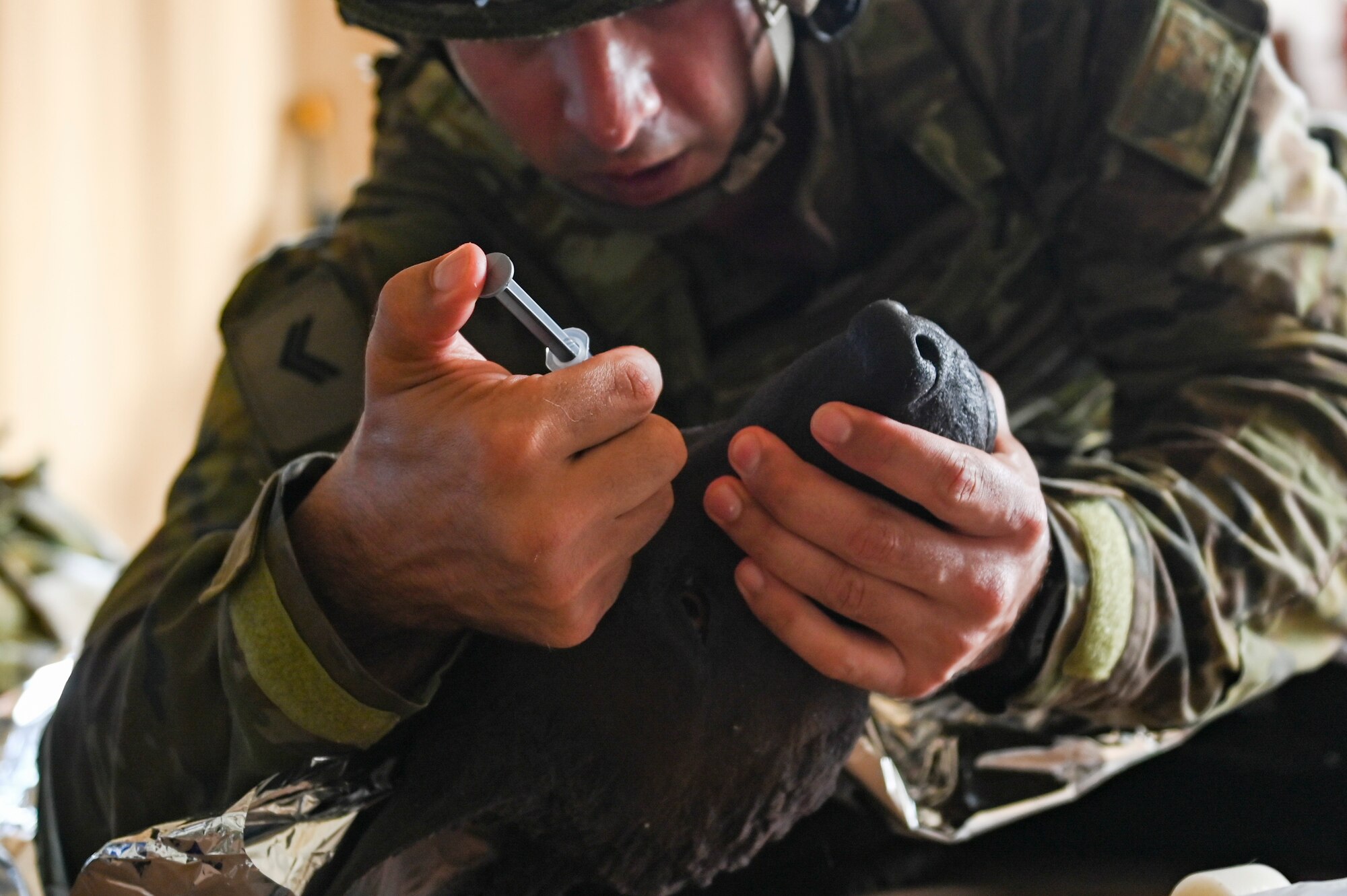 Person putting liquid into dogs eye