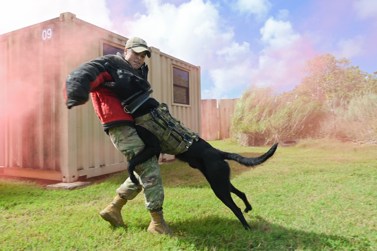 A dog jumps toward the padded arm of an airman during training