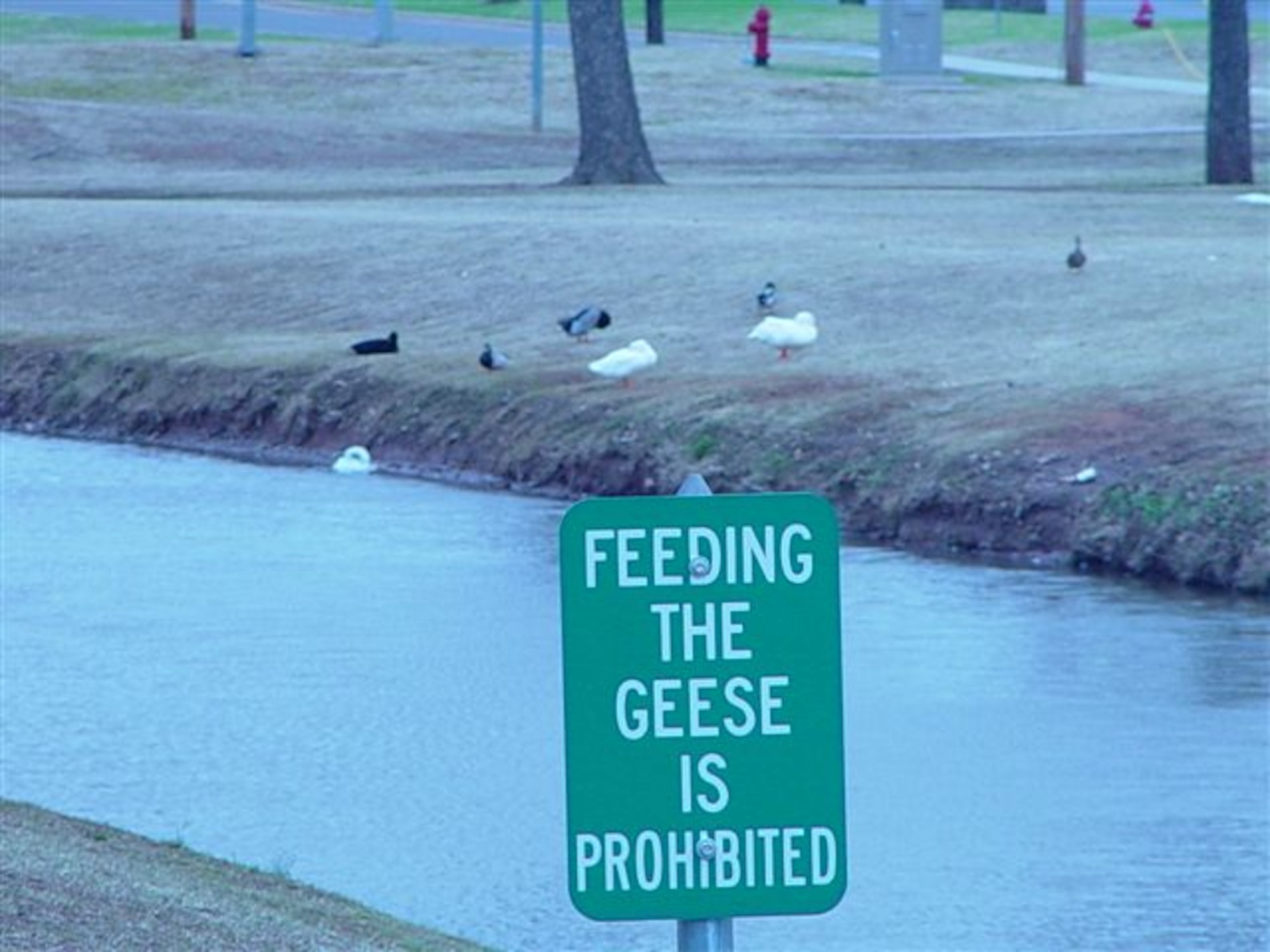don't feed geese sign
