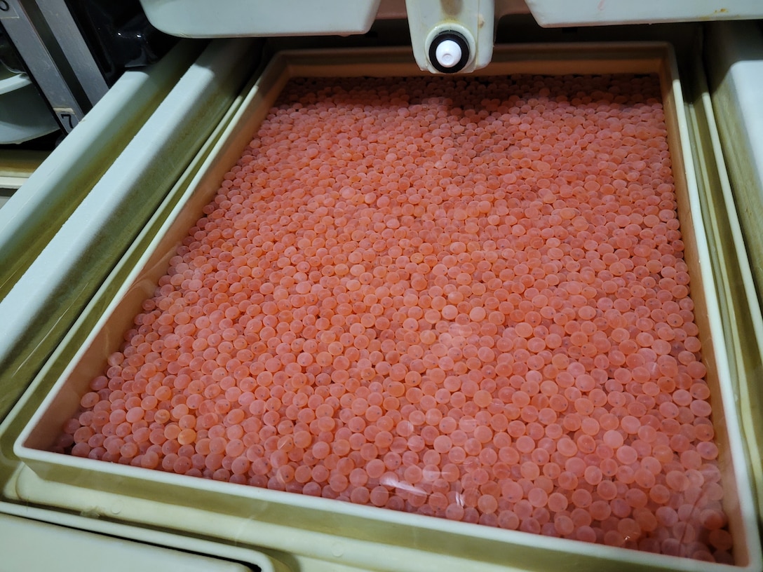 Chinook salmon eggs for brood year 2021 sit in an incubation at the hatch house at Cole M. Rivers Hatchery, November 2, 2021.

Army engineers and biologists expect power problems at Cole M. Rivers hatchery, in southern Oregon, to impact at least one brood year of fish. U.S. Army Corps of Engineers (Corps) officials had earlier hoped the power failure to only effect one brood year.
The main electrical power feeder from Lost Creek Dam to the Cole M. Rivers Hatchery failed at the end of April 2021. Corps staff initially attempted multiple repairs to the line, but those splices failed due to the age of the cable. Oregon Department of Fish and Wildlife (ODFW) staff have assisted as needed.