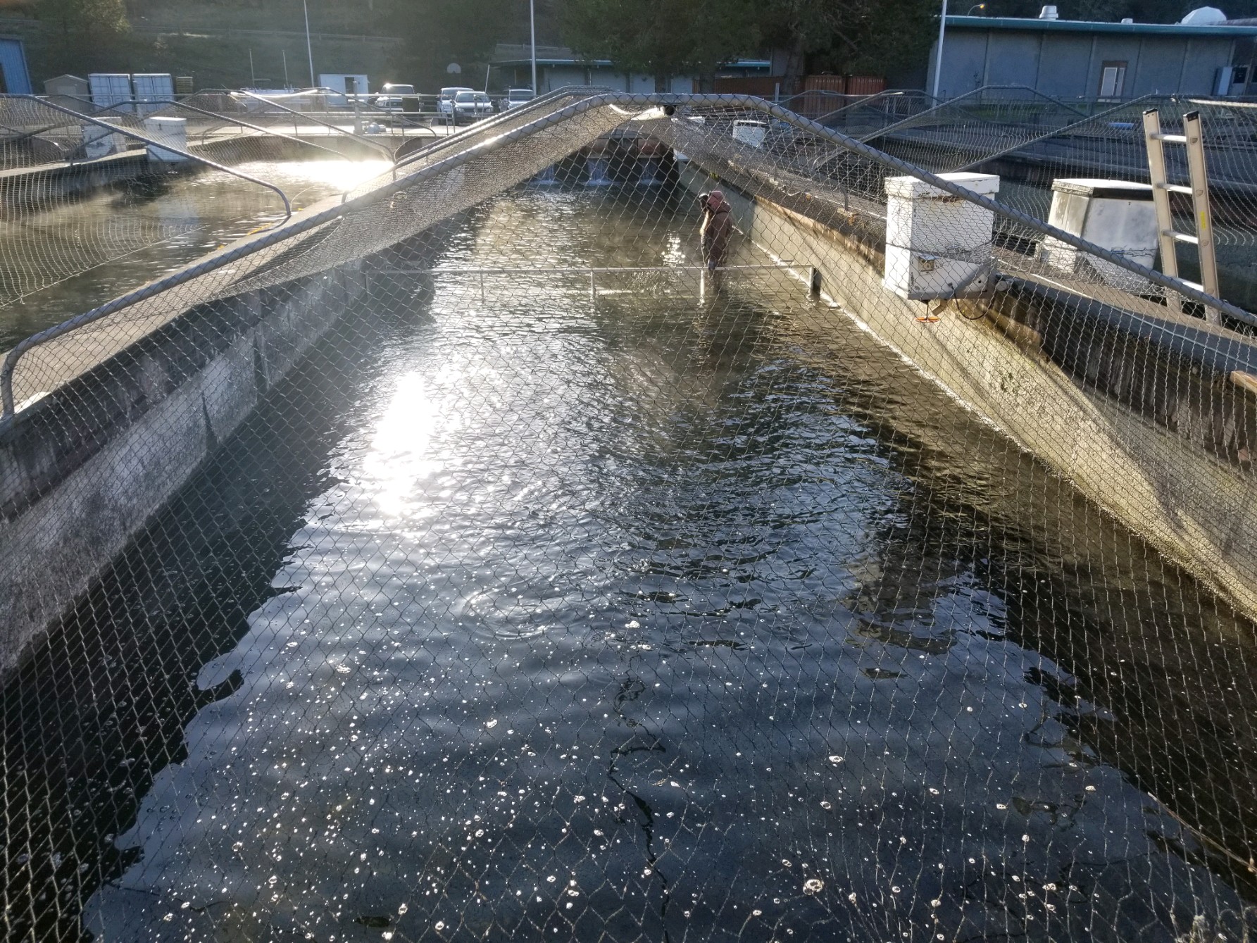 Fish hatchery power problems continue, likely impacting more brood years >  Portland District > Portland District News Releases