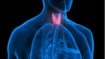 While producing hormones that act on almost every part of the body, the thyroid is also responsible for regulating metabolism, as well as the health of the bones, heart, brain and muscles, she stated.