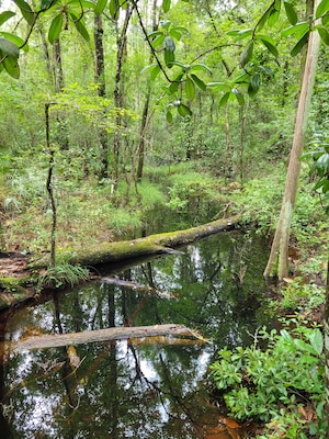 Blackwater slough in Rice Creek Conservation Area in Central Florida.