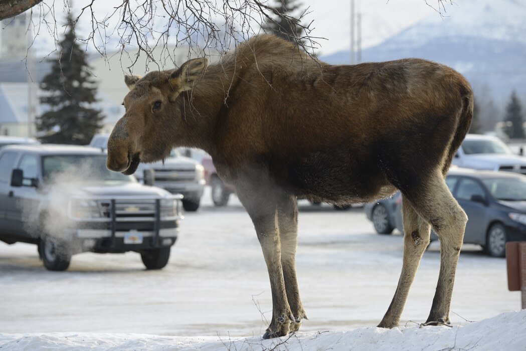 A moose nibbles on a tree outside the Public Affairs office on Joint Base Elmendorf-Richardson, Alaska, March 20, 2017.
