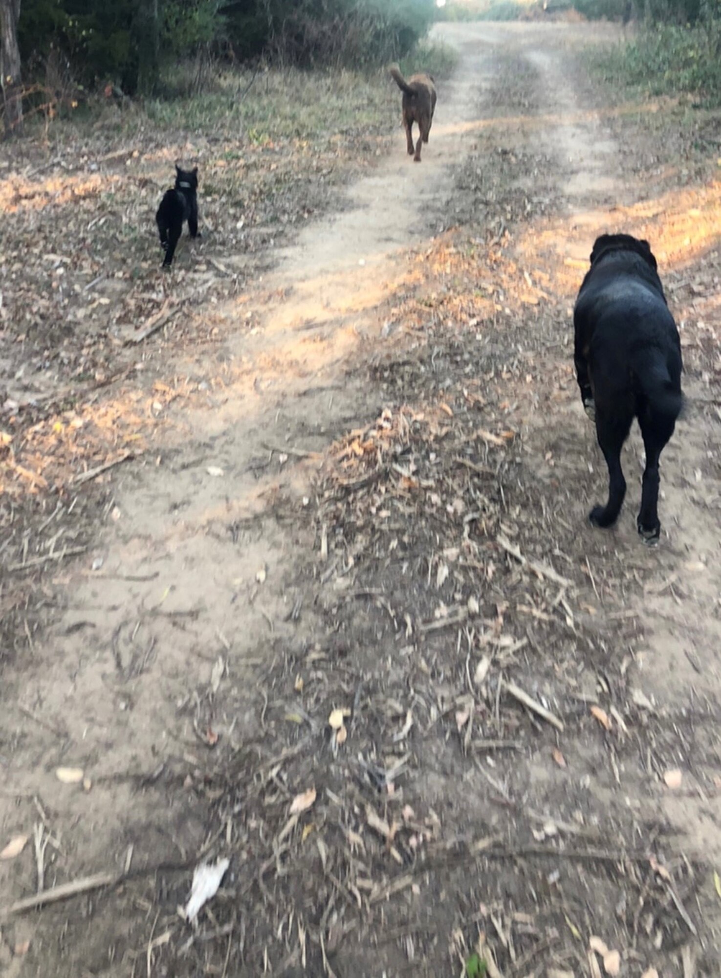 Daily walks with 2 dogs and a cat - legacy tanker FMS chief Katie Ward takes walks at lunchtime during COVID telework posture to enjoy nature and decompress. Courtesy photo.