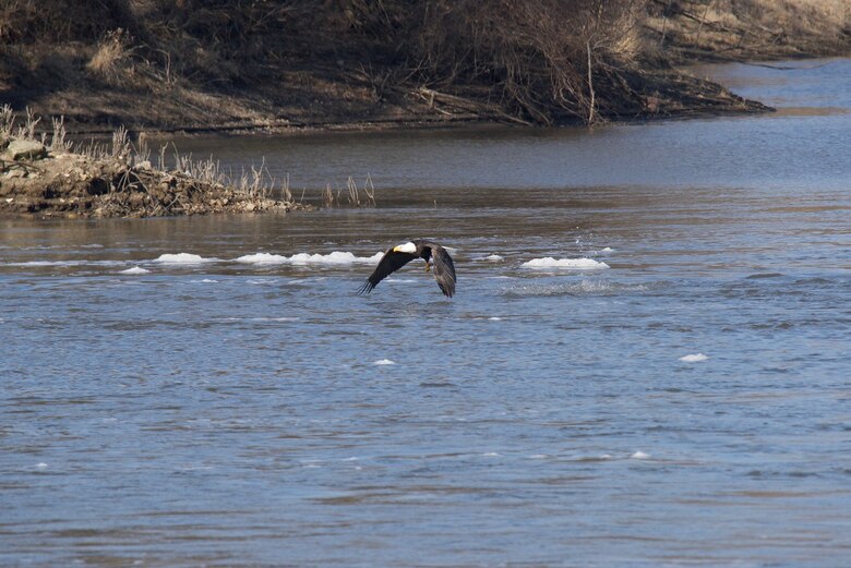 Bald Eagle at Saylorville Lake