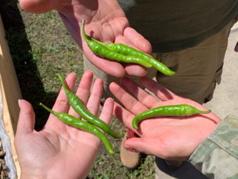 Recovering Soldiers at the Fort Bragg Soldier Recovery Unit (SRU) in North Carolina have tapped into gardening as a form of therapy thanks to an ongoing program.