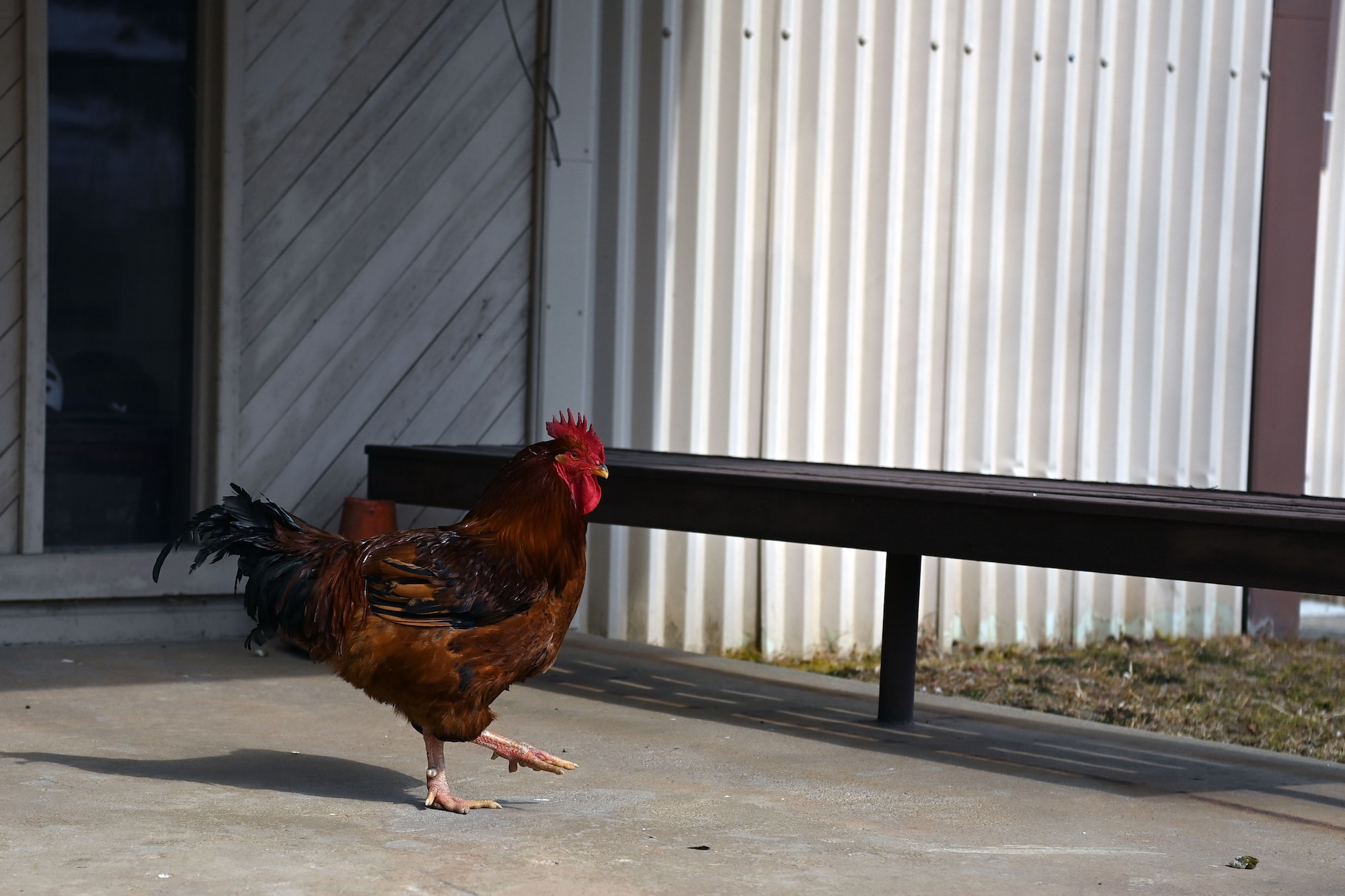 El Diablo II stands for a photo on Gwangju Air Base, Republic of Korea, February 15, 2022. Diablo was a gift from deployed members out of the 18th Wing, Kadena Air Base, Japan, whose unit patch features a rooster. (U.S. Air Force photo by Master Sgt. Rachelle Morris)