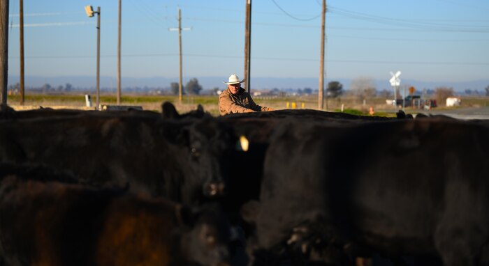 Ed Broskey, 9th Civil Engineering Squadron (CES) biological science technician, herds cattle Jan. 27, 2022, at Beale Air Force Base, California.