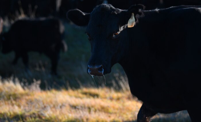 A cow stands in a field Jan. 27, 2022 at Beale Air Force Base, California.