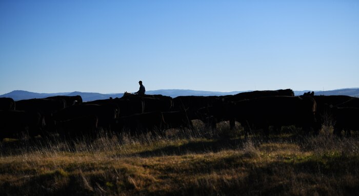 9th Civil Engineer Squadron (CES) member herds cattle to another pasture Jan. 27, 2022, at Beale Air Force Base, California.