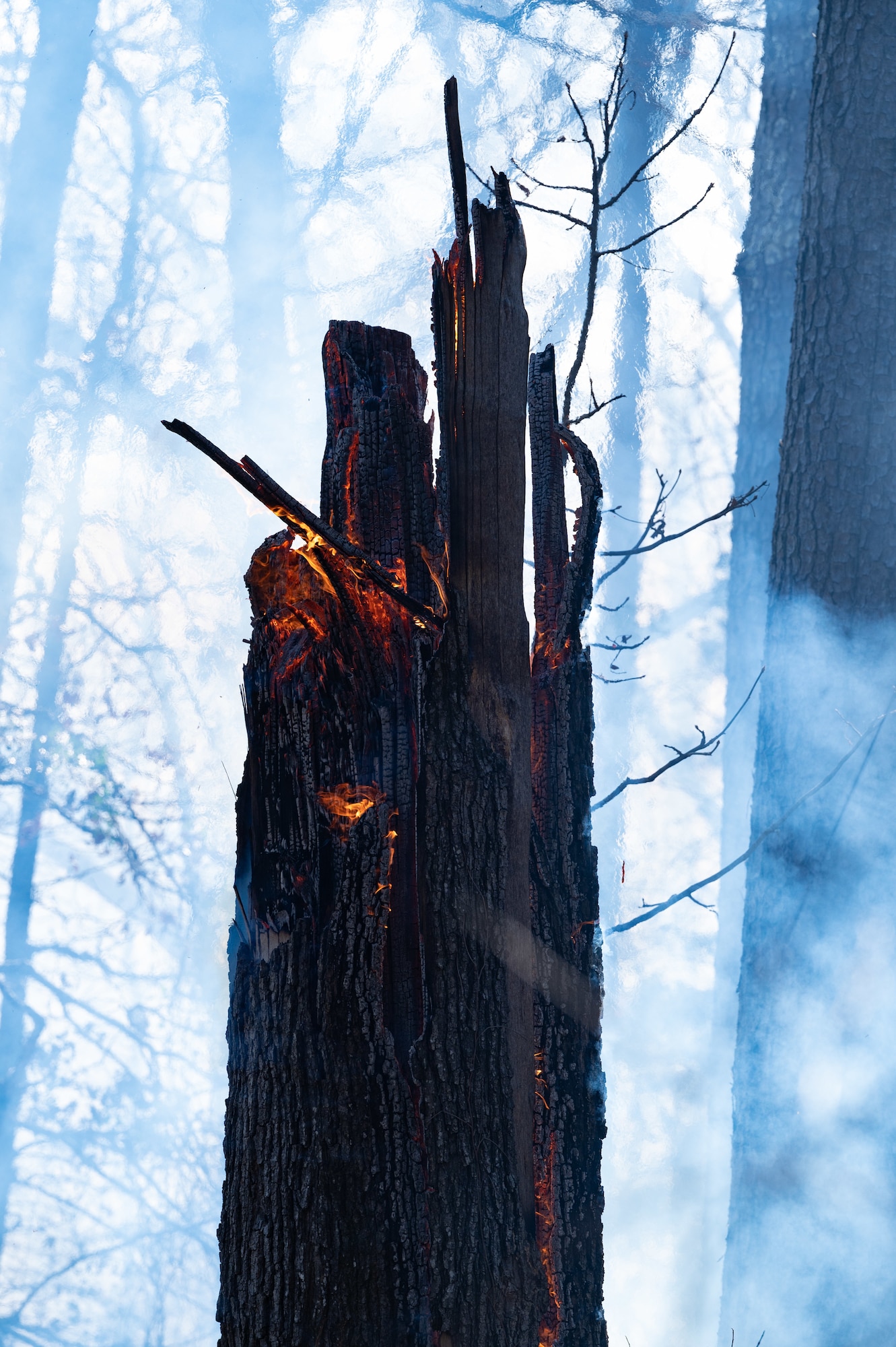 A lone, broken tree stands aflame in the aftermath of a controlled burn at Barksdale Air Force Base, Louisiana, Jan. 28, 2022.
