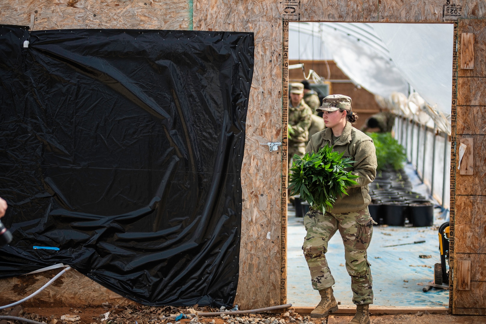 Oklahoma Army National Guardsmen remove marijuana debris from a grow house during a massive multi-agency operation targeting criminal marijuana growth and trafficking in the southern part of Oklahoma, Feb. 22, 2022. The Oklahoma National Guard answered the call to support our state with approximately 150 Guard members, 14 dump trucks, UH-60 Black Hawk and UH-72 Lakota helicopters, and numerous other heavy machinery to support the operation. (Oklahoma National Guard photo by Sgt. 1st Class Mireille Merilice-Roberts)