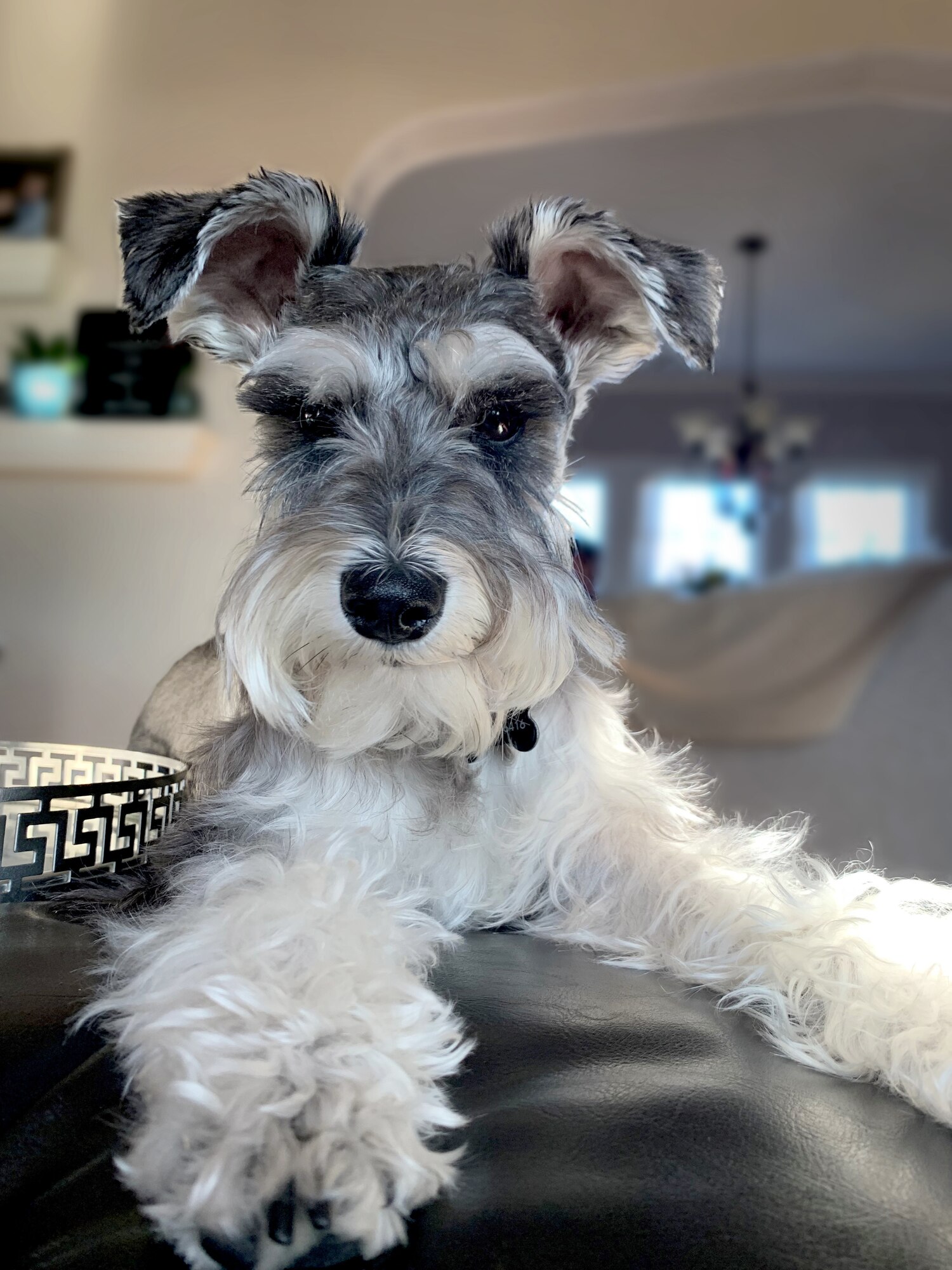 Close-up photo of small breed dog, Miniature Schnauzer.