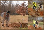 Tree beautification program’s roots run deep