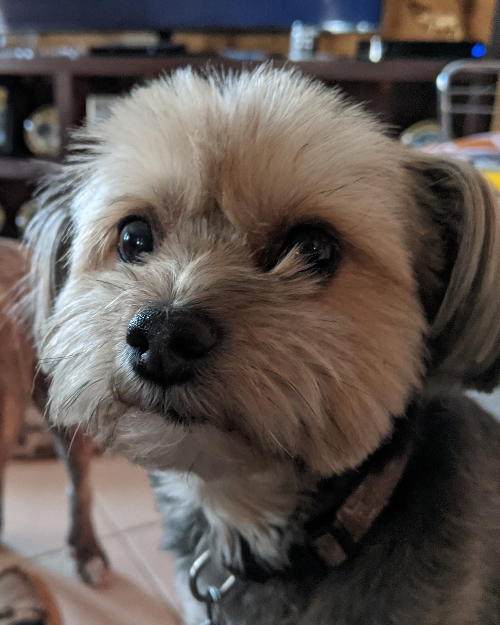 Close-up photo of small breed dog, Chorkie.