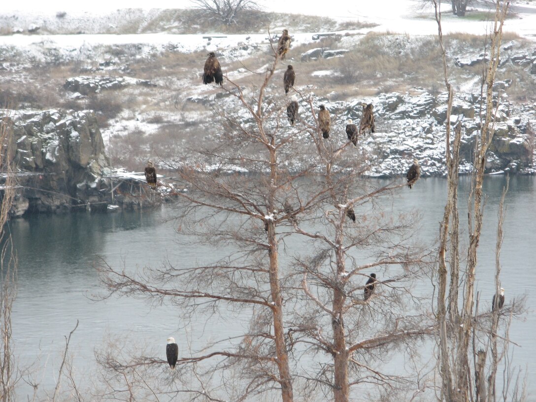 Each winter, upwards of 60 bald eagles migrate south in search of food, and the Columbia River is a favorite winter vacation home. 

The U.S. Army Corps of Engineers (Corps) is eager to host its 12th annual Eagle Watch at the Dalles Dam Visitor Center, 10 a.m. to 3 p.m. on Fridays and Saturdays, January 21st, 22nd, 28th and 29th.