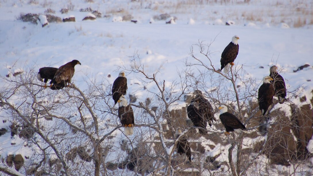 Each winter, upwards of 60 bald eagles migrate south in search of food, and the Columbia River is a favorite winter vacation home. 

The U.S. Army Corps of Engineers (Corps) is eager to host its 12th annual Eagle Watch at the Dalles Dam Visitor Center, 10 a.m. to 3 p.m. on Fridays and Saturdays, January 21st, 22nd, 28th and 29th.