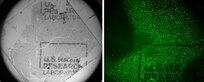 Cell culture with gelatin and reduced graphene oxide.