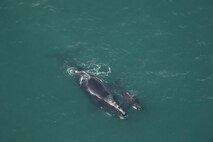 A black colored North American right whale mother with calf swimming on the surface of a green ocean