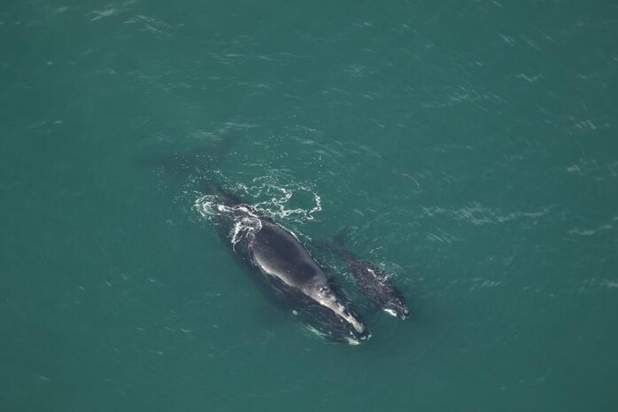 A black colored North American right whale mother with calf swimming on the surface of a green ocean