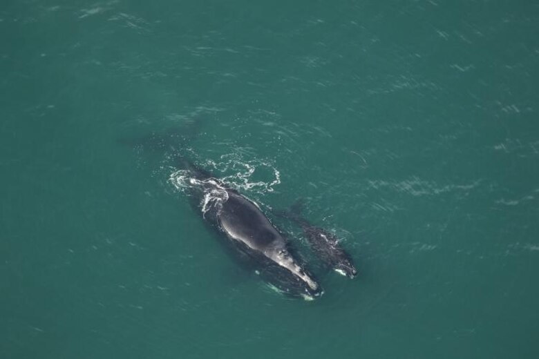 A black colored North American right whale mother with calf swimming on the surface of a green ocean